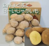 画像: 【じゃがいも】北アカリ 5Kg Ｌサイズ