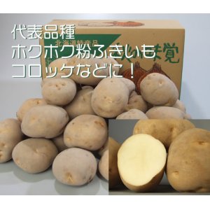 画像: 【じゃがいも】男爵 5Kg Ｌサイズ